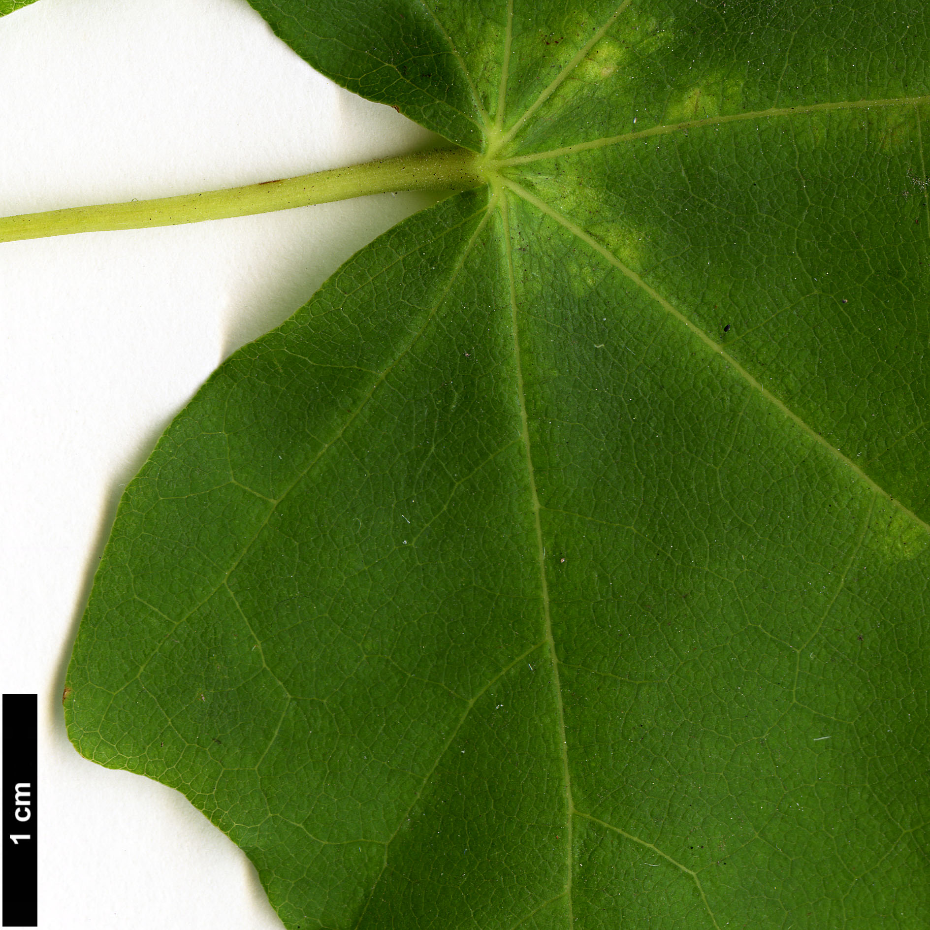 High resolution image: Family: Sapindaceae - Genus: Acer - Taxon: pictum - SpeciesSub: subsp. ambigum High resolution image: Family: Sapindaceae - Genus: Acer - Taxon: pictum - SpeciesSub: subsp. ambigum